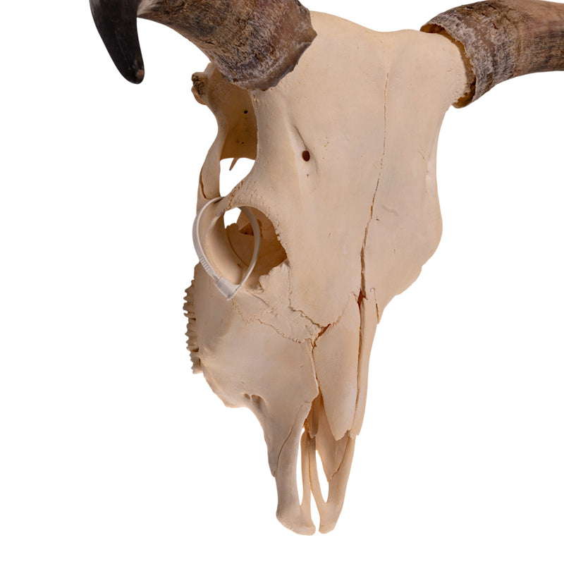 Real Longhorn Skull