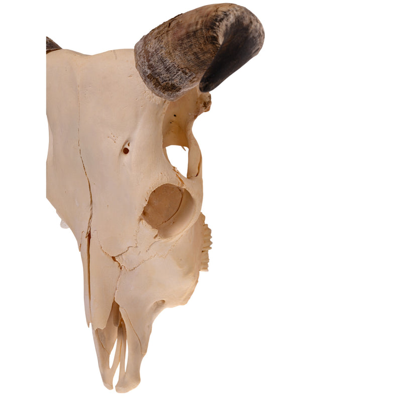 Real Longhorn Skull