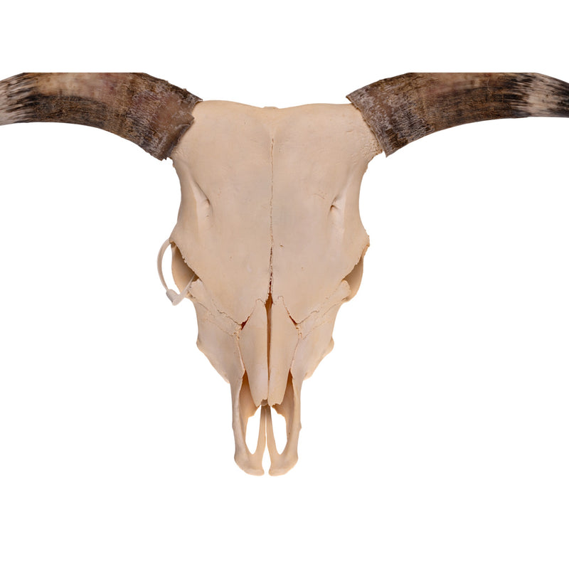 Real Longhorn Skull