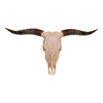 Real Longhorn Skull