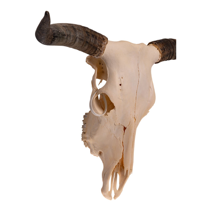 Real Longhorn Skull