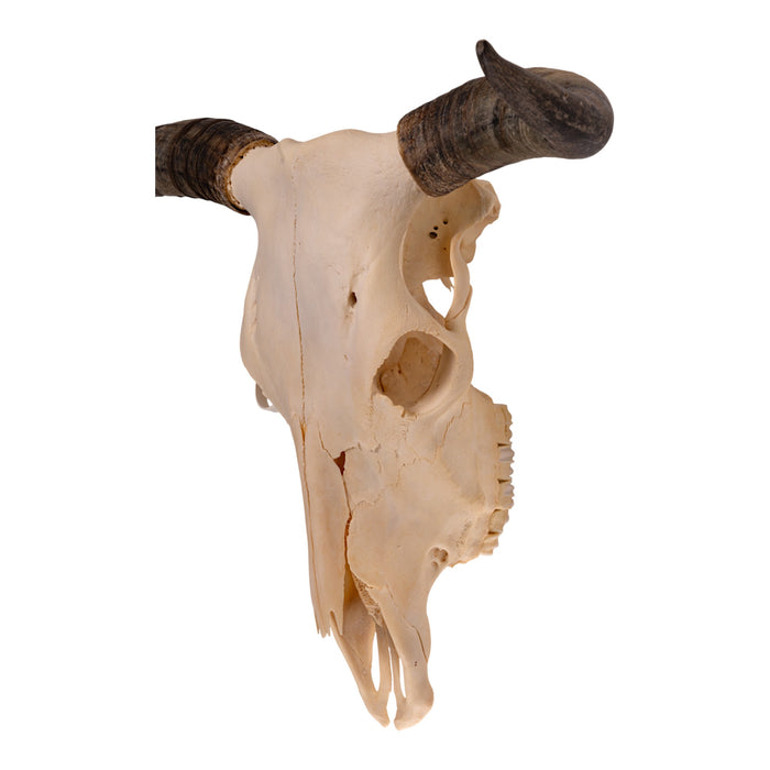 Real Longhorn Skull