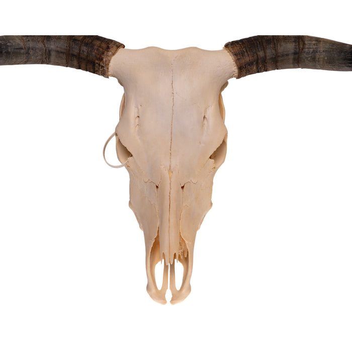Real Longhorn Skull