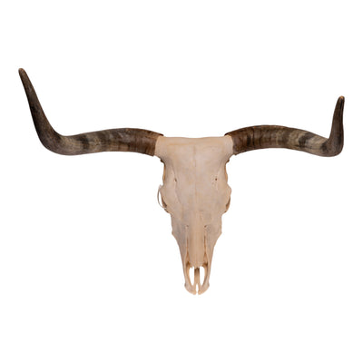 Real Longhorn Skull