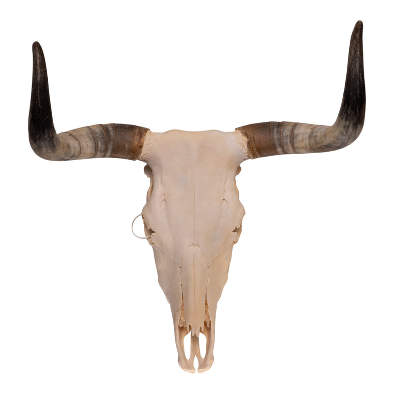 Real Longhorn Skull