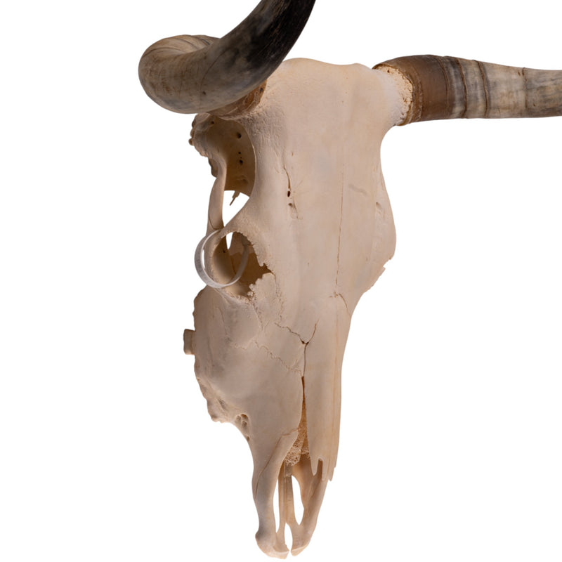 Real Longhorn Skull