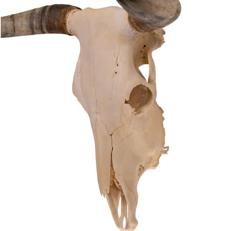 Real Longhorn Skull
