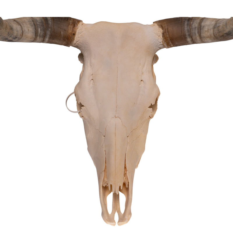 Real Longhorn Skull