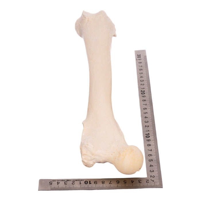Real Grizzly Bear Femur