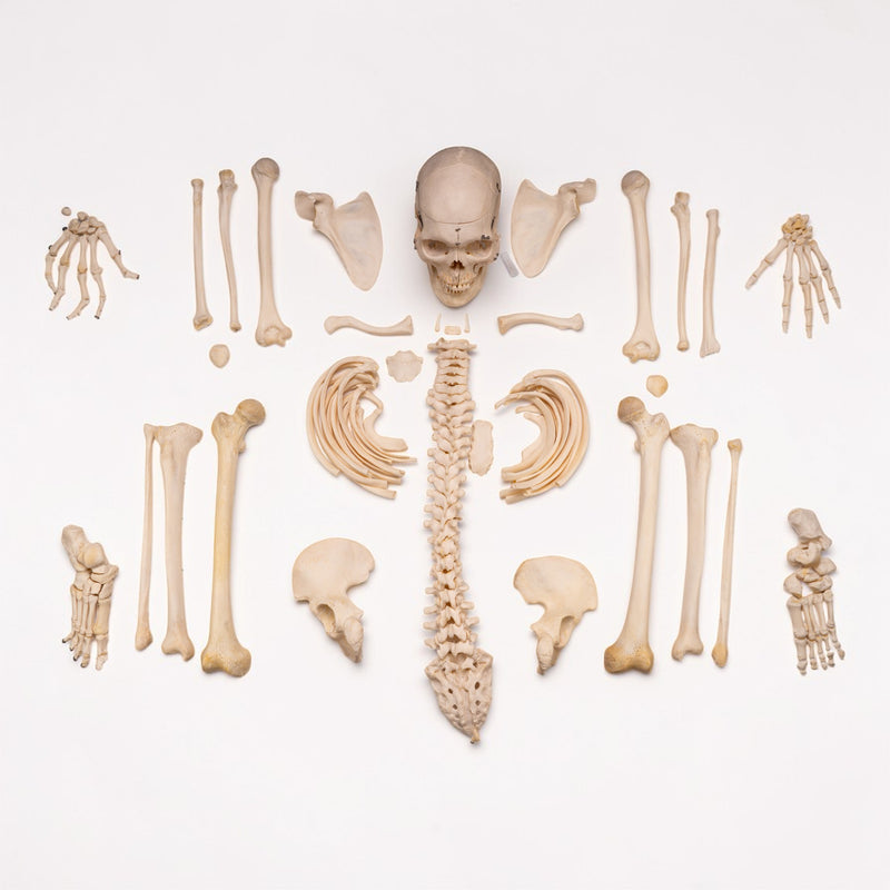Real Human Skeleton - Disarticulated