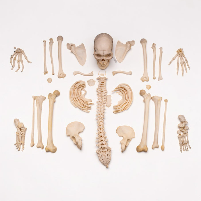 Real Human Skeleton - Disarticulated