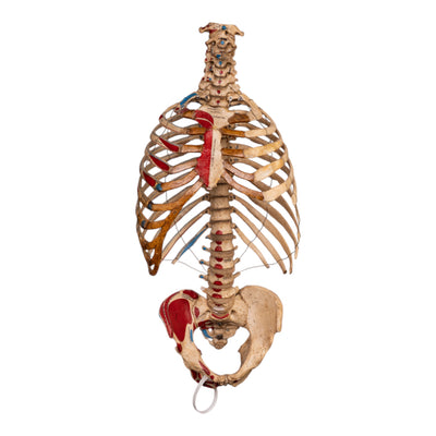 Real Articulated Human Torso