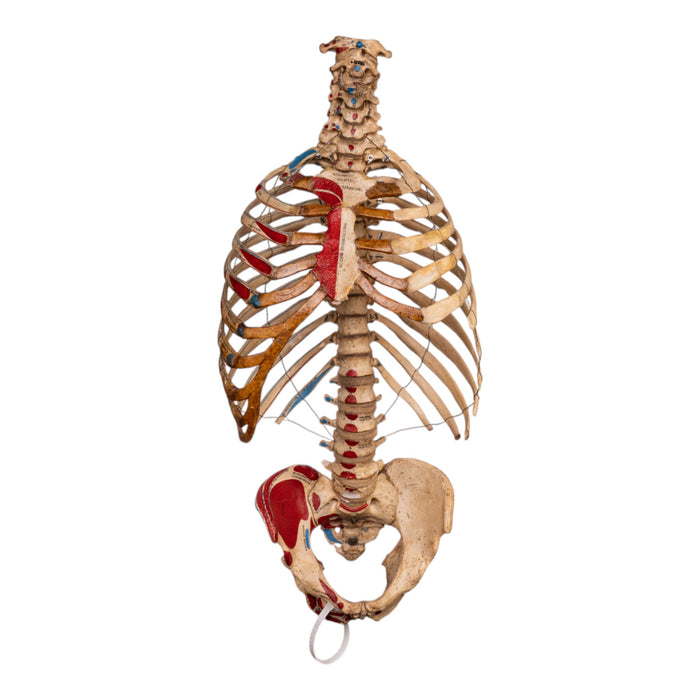 Real Articulated Human Torso