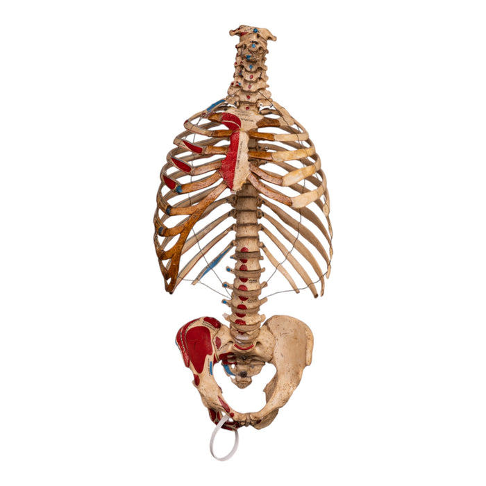 Real Articulated Human Torso