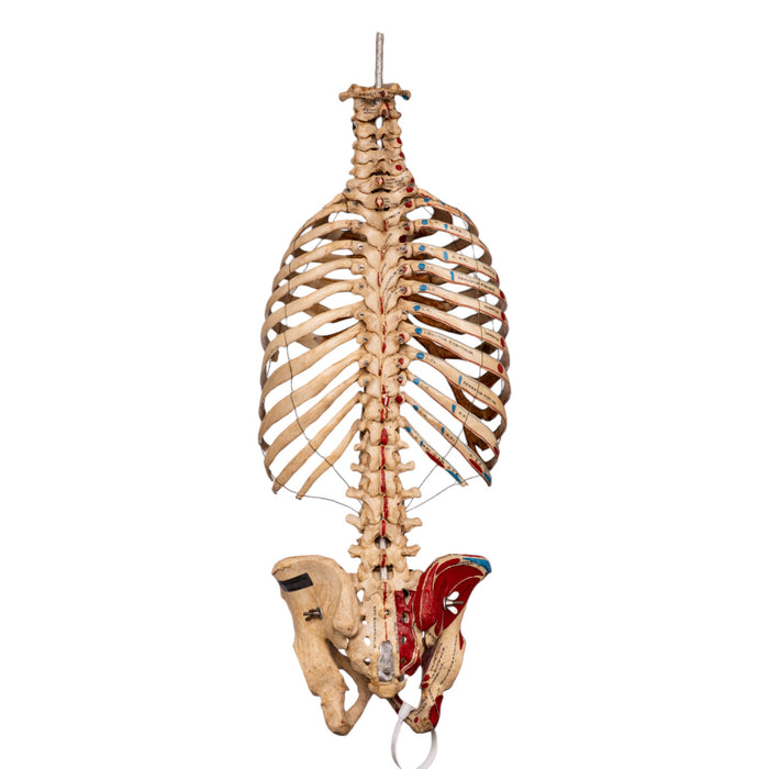 Real Articulated Human Torso
