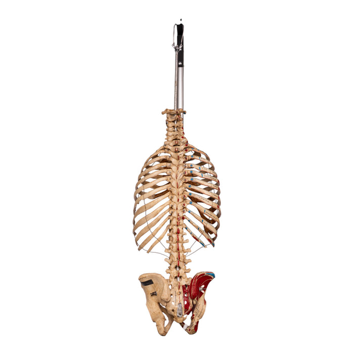 Real Articulated Human Torso