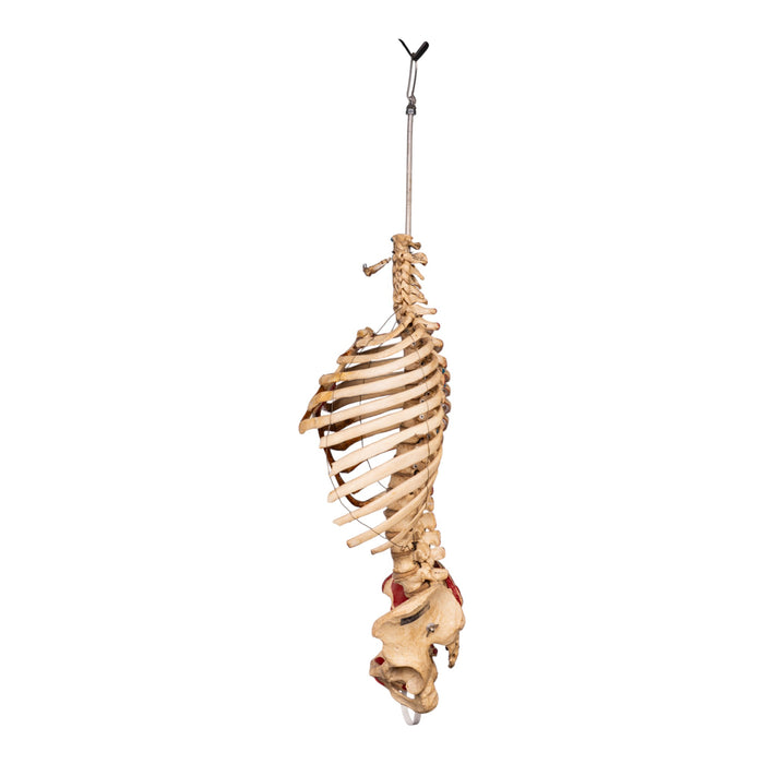 Real Articulated Human Torso