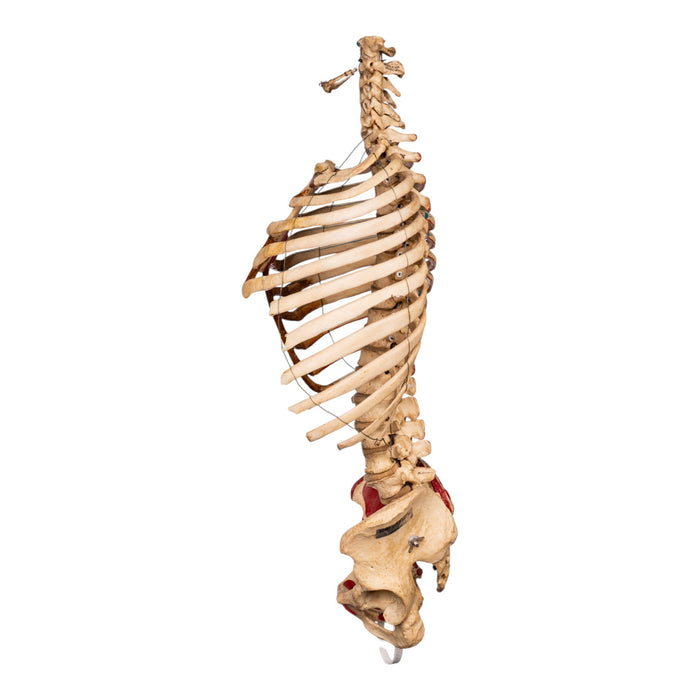 Real Articulated Human Torso