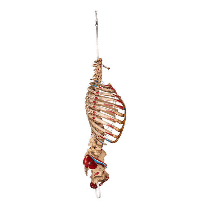 Real Articulated Human Torso