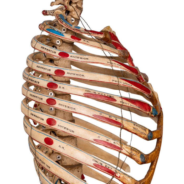 Real Articulated Human Torso