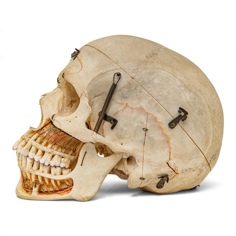 Real Human Skull - Dissected