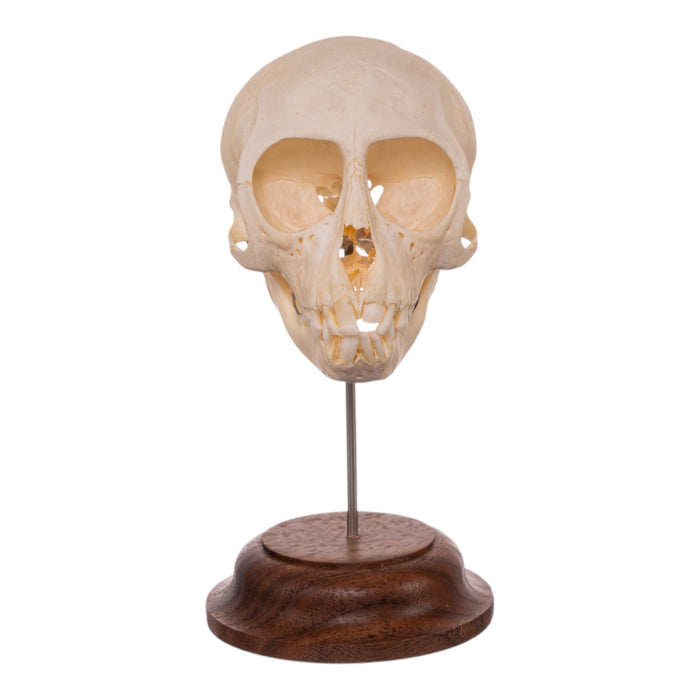 Real Adolescent Vervet Monkey Skull on Stand