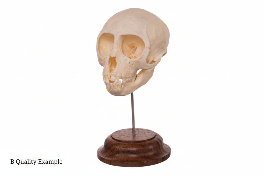 Skull model on a wooden base against a white background