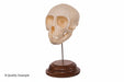 Skull model on a wooden base against a white background
