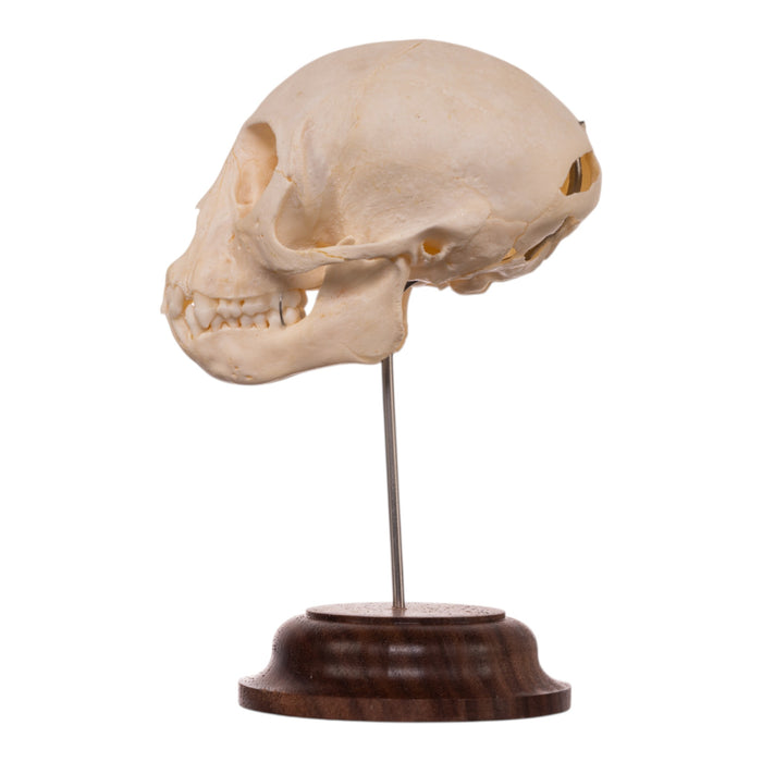 Real Adolescent Vervet Monkey Skull on Stand