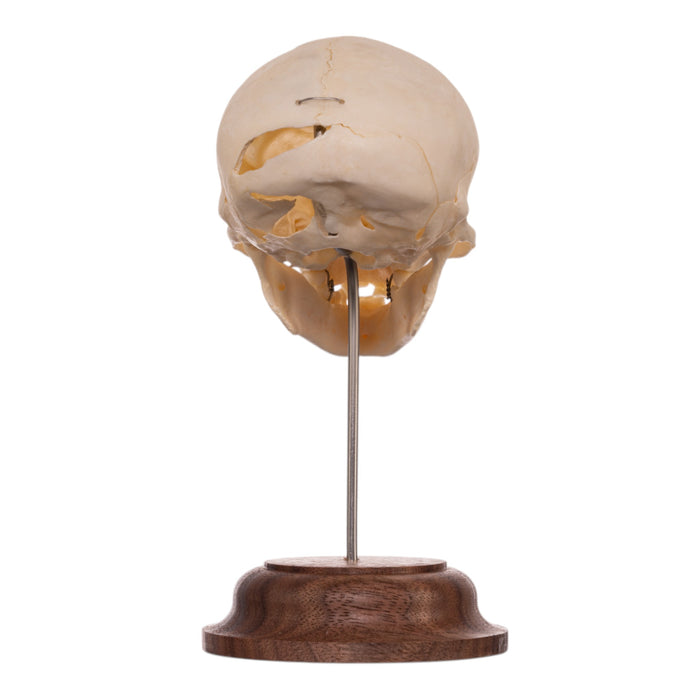 Real Adolescent Vervet Monkey Skull on Stand