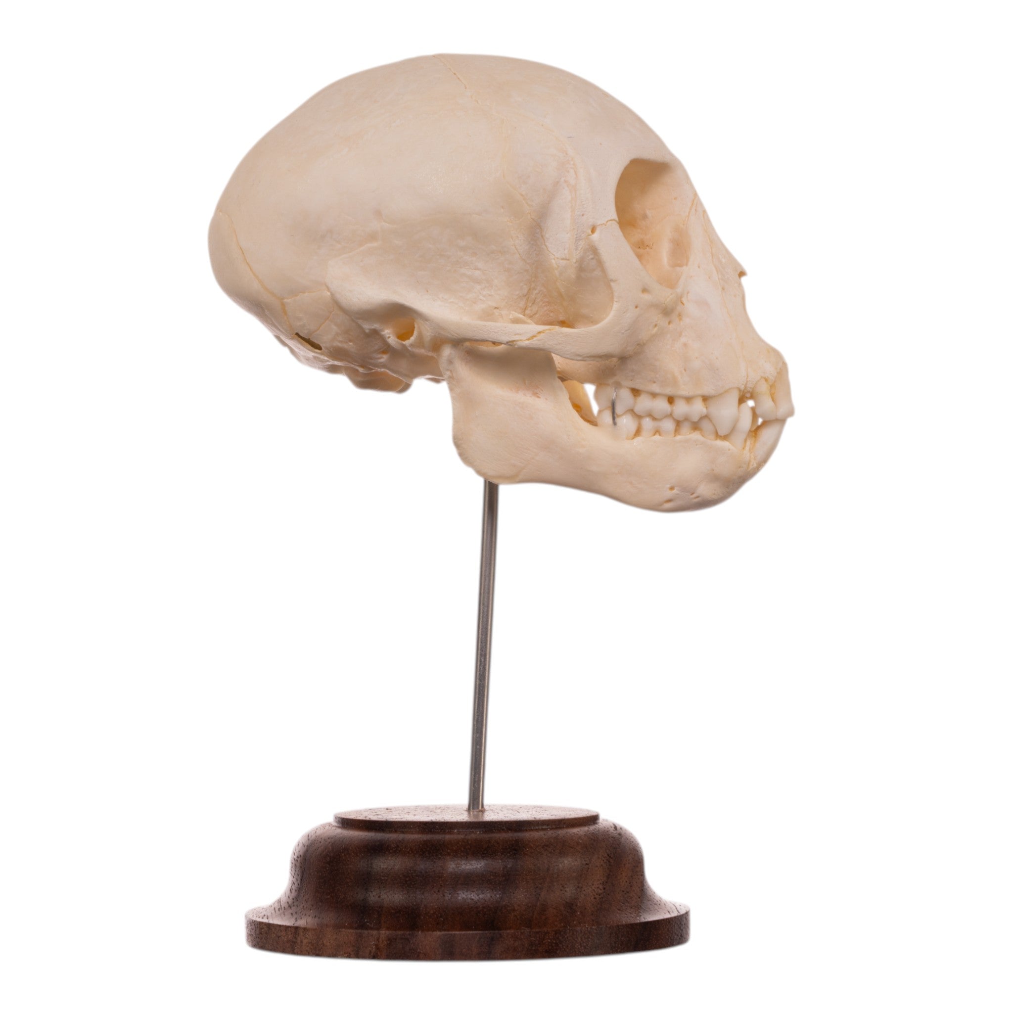 Real Adolescent Vervet Monkey Skull on Stand For Sale — Skulls