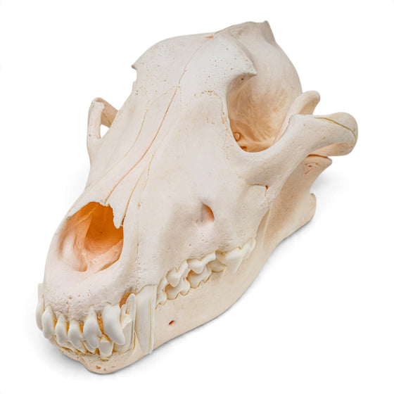 Real Gray Wolf Skull