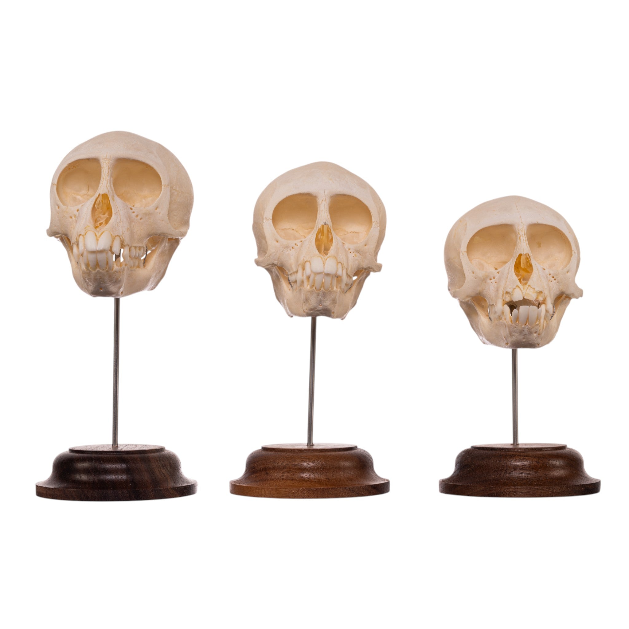 Real Adolescent Vervet Monkey Skull on Stand For Sale — Skulls