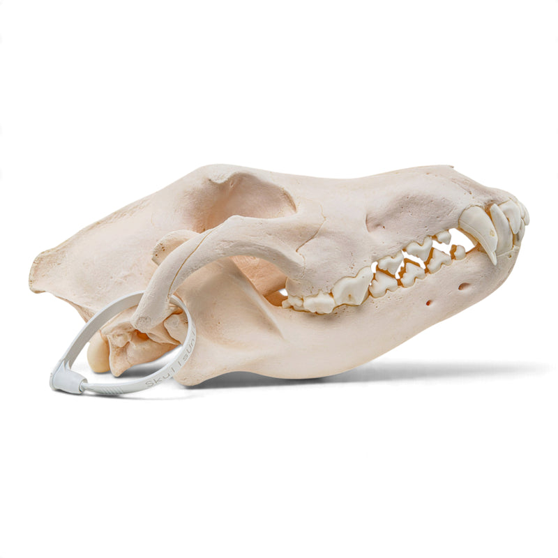 Real Gray Wolf Skull