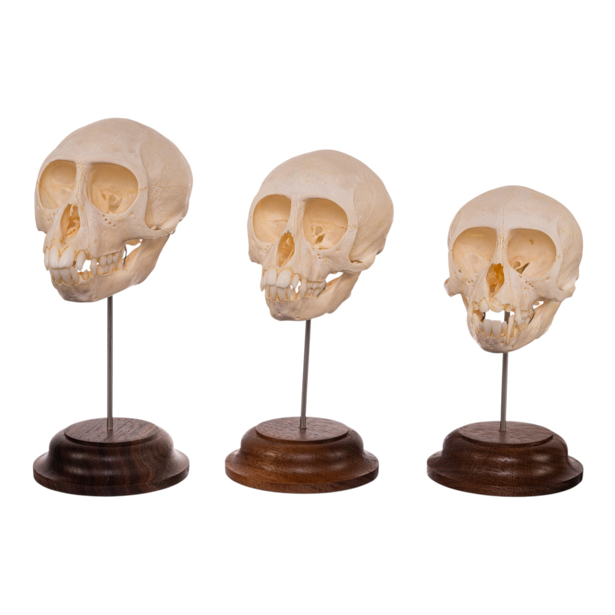 oMA skull ビニー　3点セット DSC02124_1200x1200.jpg?v=