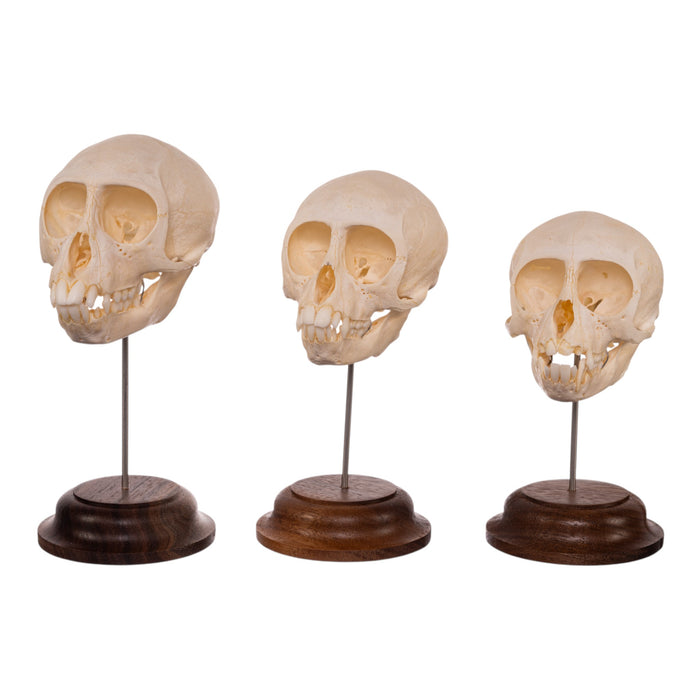 Real Adolescent Vervet Monkey Skull on Stand