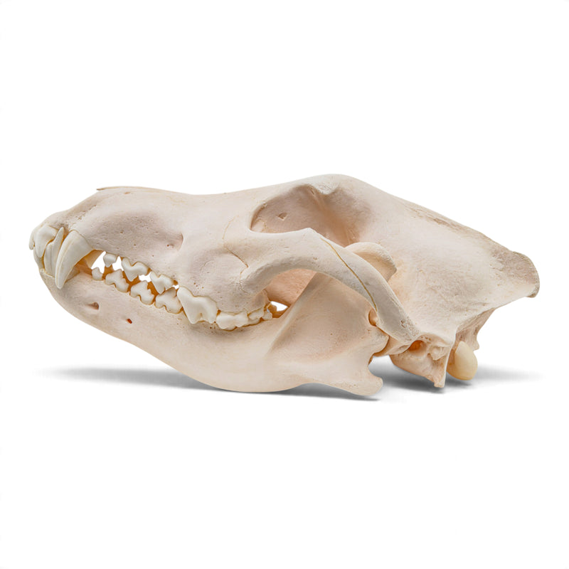 Real Gray Wolf Skull