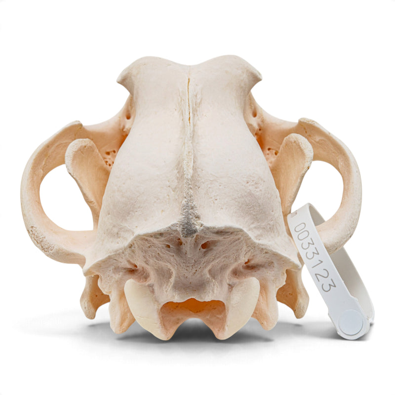 Real Gray Wolf Skull