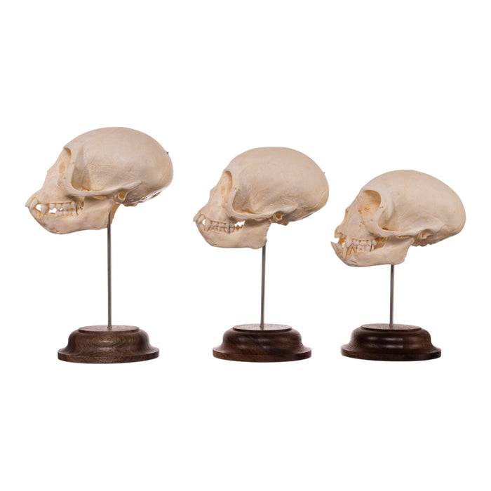 Real Adolescent Vervet Monkey Skull on Stand
