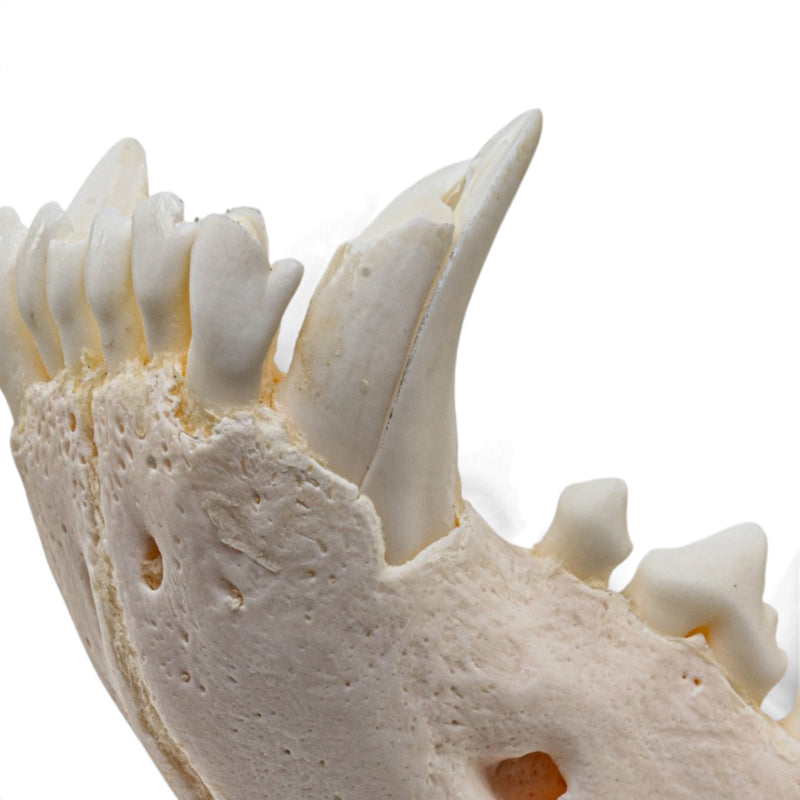 Real Gray Wolf Skull