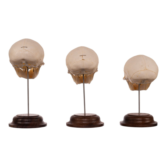 Real Adolescent Vervet Monkey Skull on Stand