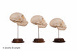 Three human skull models on stands against a white background