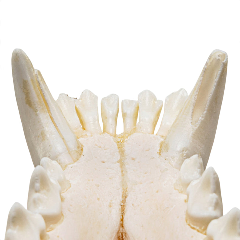 Real Gray Wolf Skull