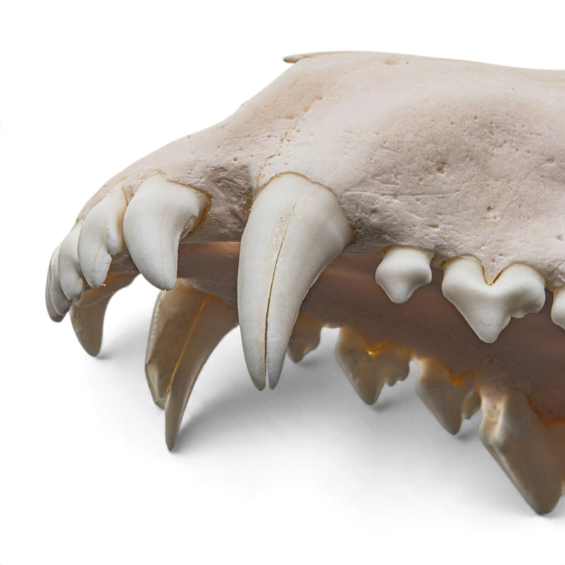 Real Gray Wolf Skull