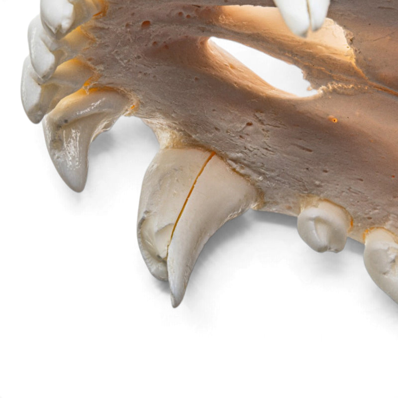 Real Gray Wolf Skull