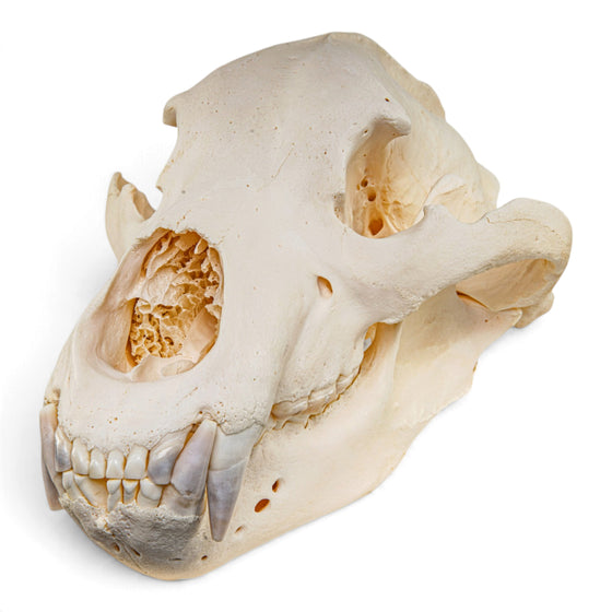 Real Grizzly Bear Skull