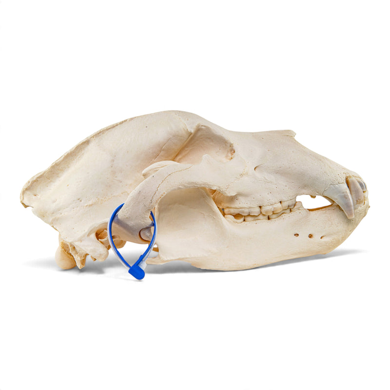Real Grizzly Bear Skull