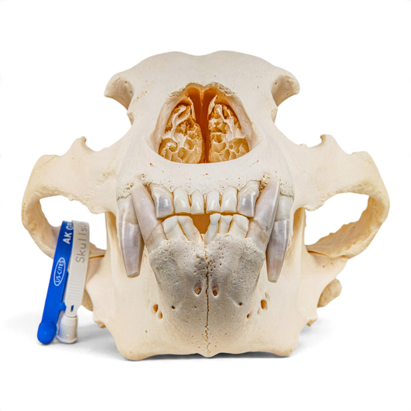 Real Grizzly Bear Skull