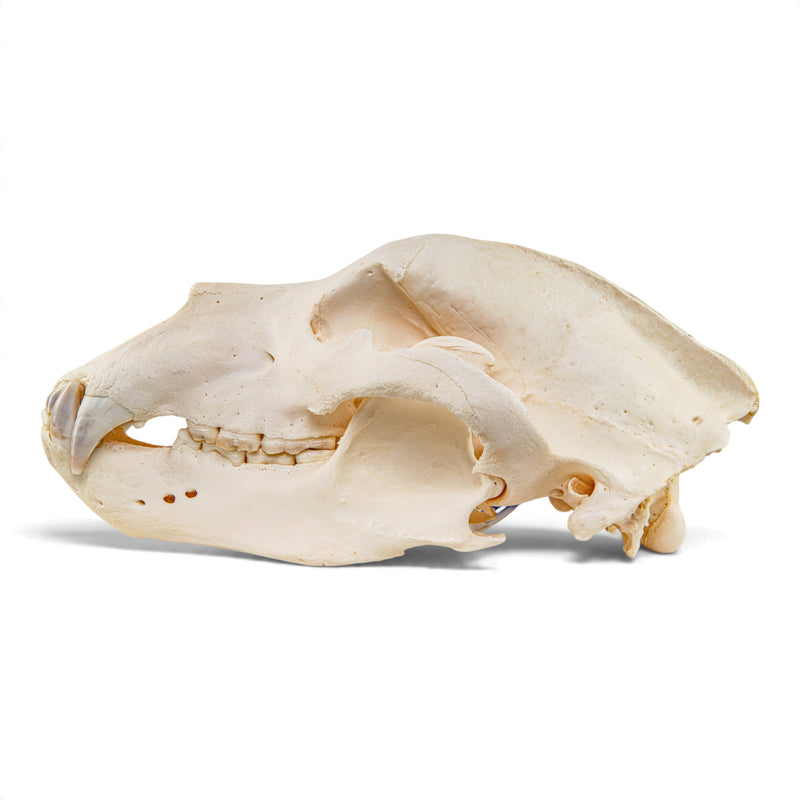 Real Grizzly Bear Skull