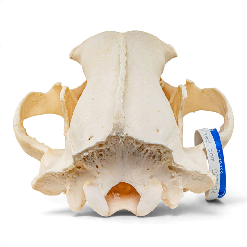 Real Grizzly Bear Skull
